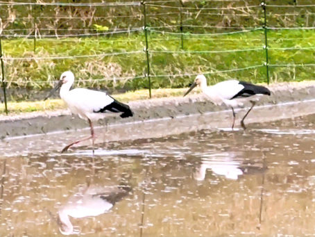 コウノトリのお食事