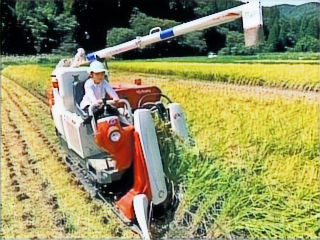 4歳だって稲刈りできるもん　! ! !