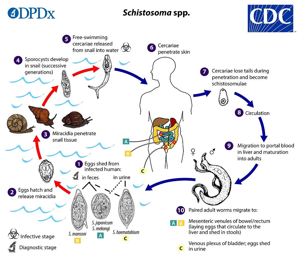 Diagram showing Schistosoma life cycle; eggs hatch in water, miracidia infect snails, cercariae penetrate human skin. Labels: CDC, DPDx.