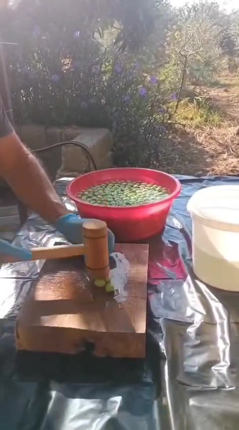 Küçük resim: Taş Kırma Yeşil Zeytin Üretim Süreci