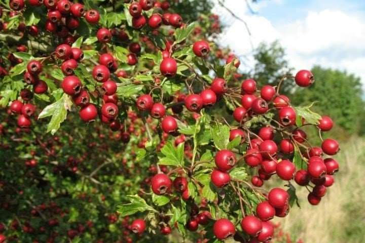 Küçük resim: Alıç Ağacında Olgunlaşmamış Meyveler