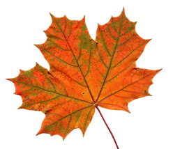 Leaf-PNG-Transparent-1024x891.png