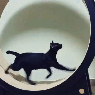 02_4_리틀캣2.gif