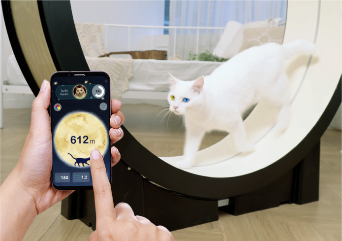 border collie lab mix adoption