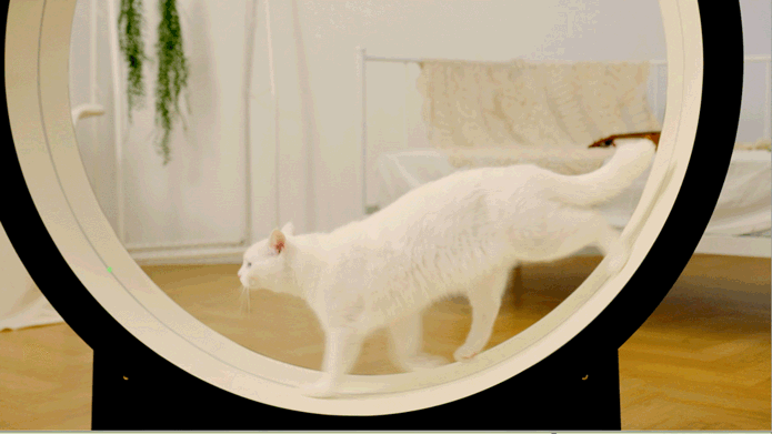 buy cat exercise wheel
