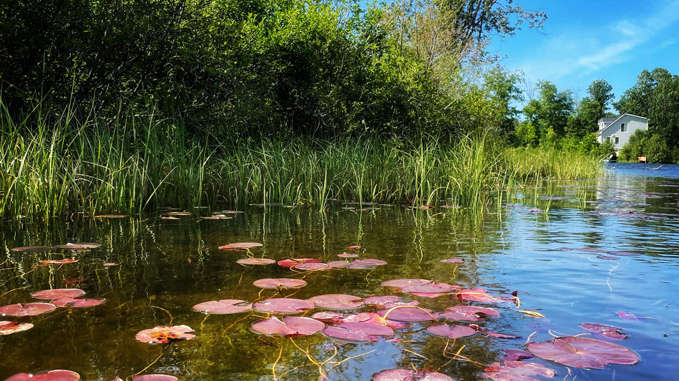 Red Lily Pads