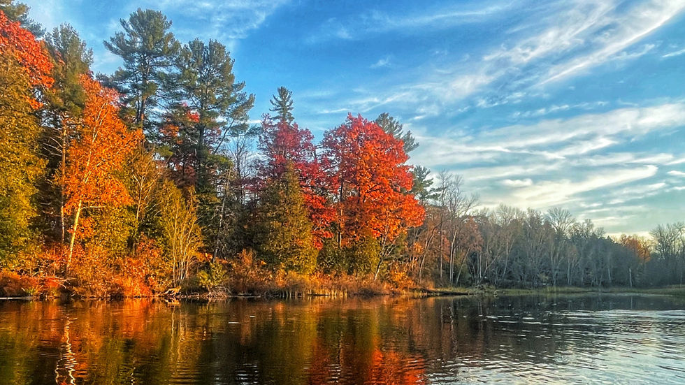 Trees In Autumn