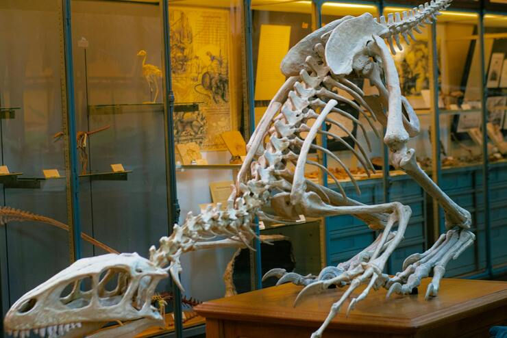 Dinosaur Exhibit, Science Museum