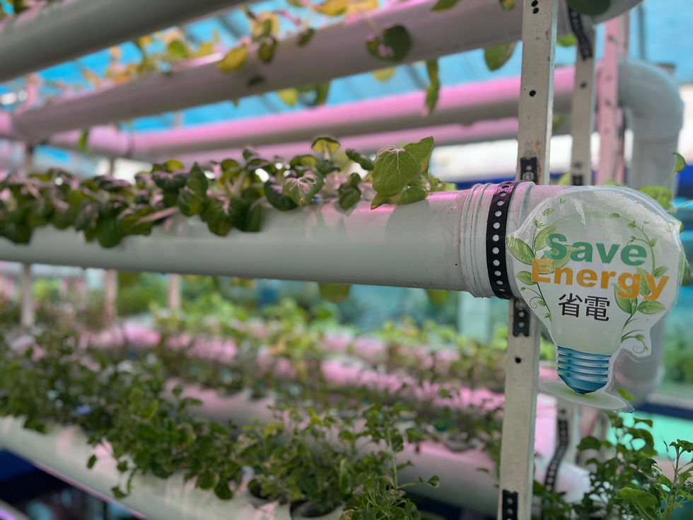 生态渔场利用太阳能清洁能源种菜