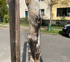 Baumfreude und Baumfrevel in der Kurländer Allee