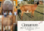 Collage of Mini Nubian doe.