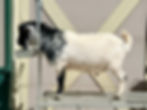 Nigerian Dwarf Goat buck eating on a milking stand.