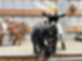 Two Nigerian Dwarf kids on a wooden elevated bed.