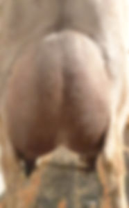 Mini Nubian doe's udder