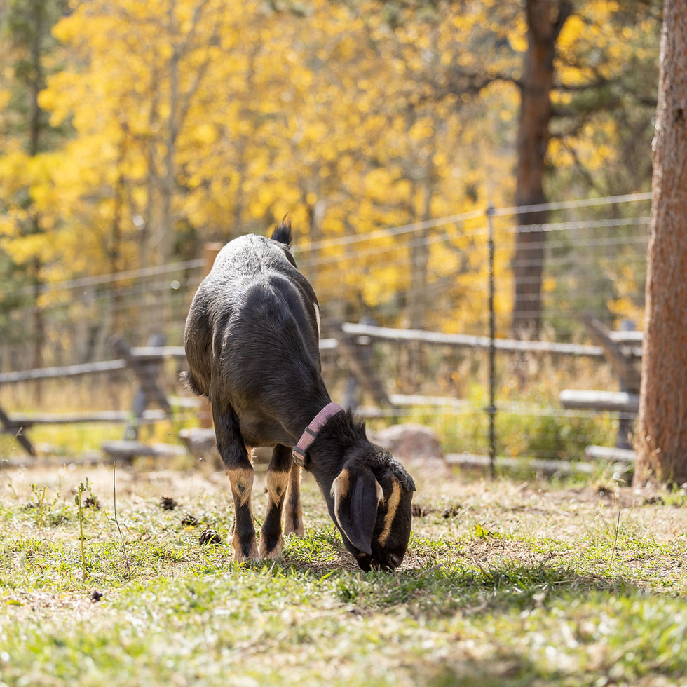 Dairy goat doe grazing.