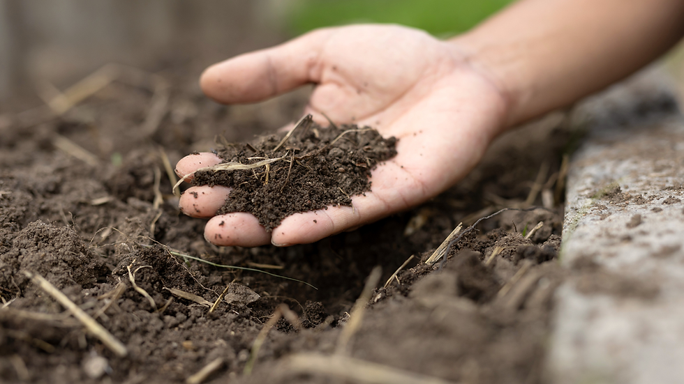 A hand holding compost over the dirt.