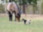 A Nigerian Dwarf doeling in a pasture next to a quarter horse.