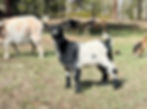 Nigerian Dwarf doeling