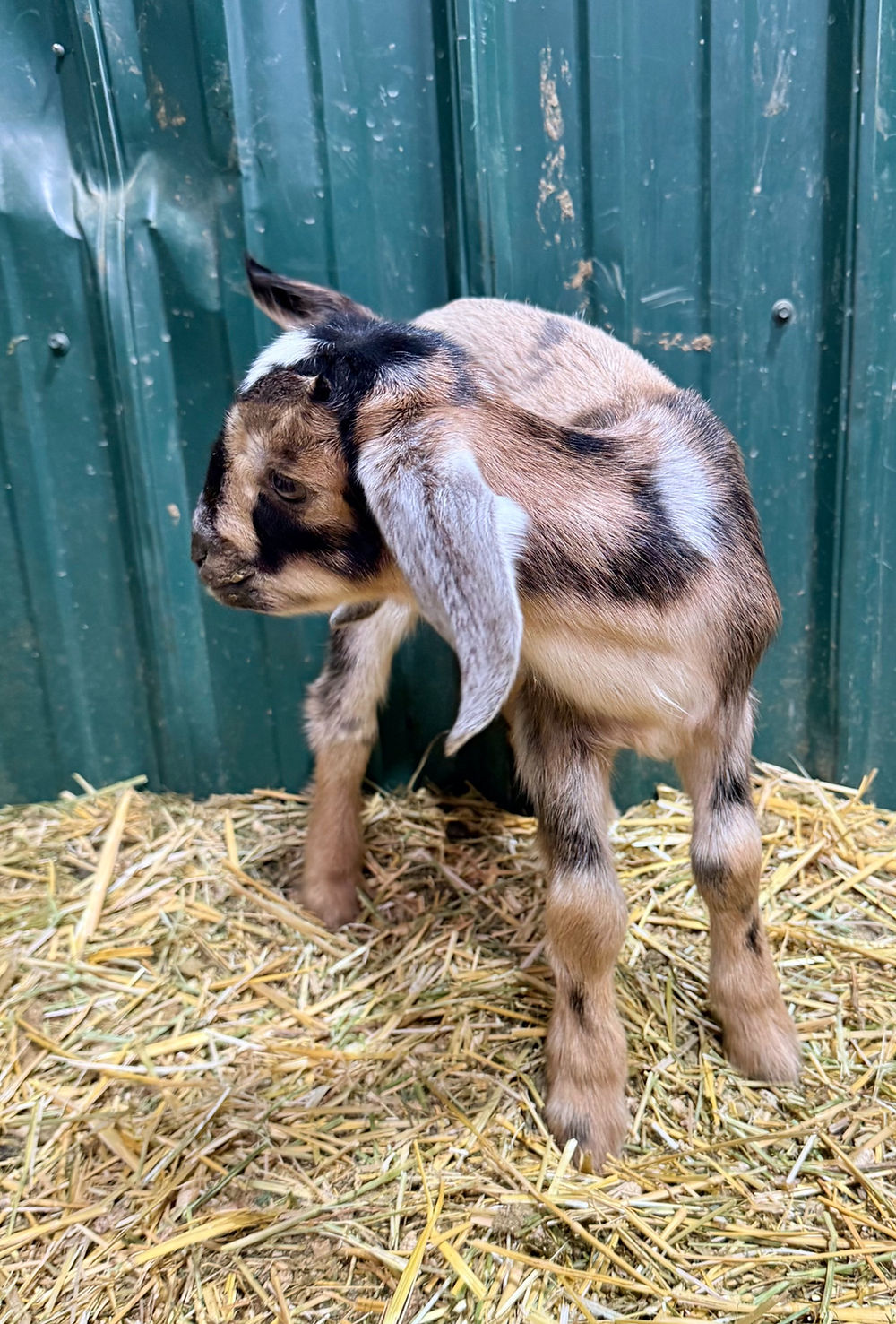 Mini Nubian doeling