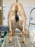 Mini Nubian doe on a milking stand, from the back.