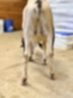 Mini Nubian doe's udder