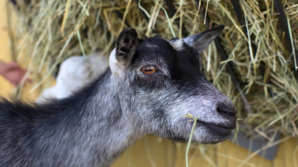 A goat eating hay.