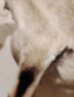 Mini Nubian doe's udder from the side.