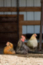 Three chickens sitting together on the ground.