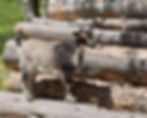 Nigerian Dwarf doeling climbing on a pile of logs.