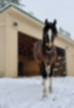 Gypsy Cob x Quarter Horse cross filly