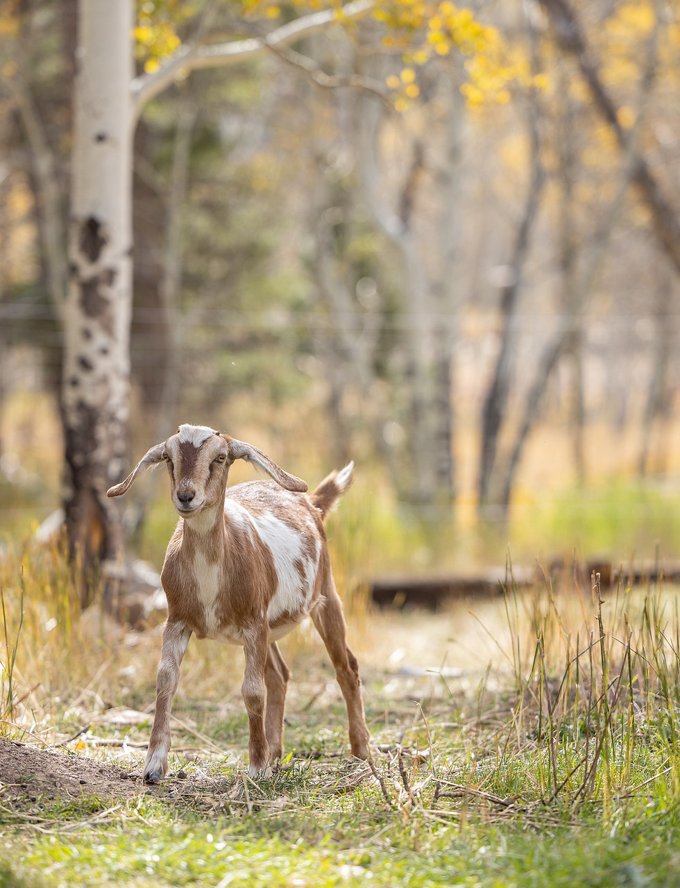 A doeling walking through aspen trees in the fall.