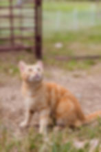 An orange tabby barn cat sitting in the grass.
