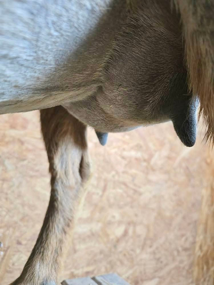 Nigerian Dwarf doe's udder from the side.