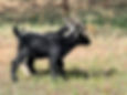 Nigerian Dwarf doeling