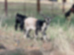 Nigerian Dwarf doeling in a pasture.