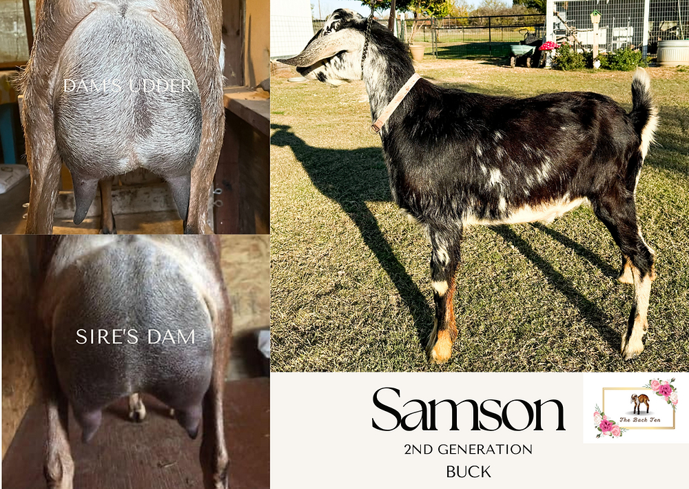 Collage of Mini Nubian buck.