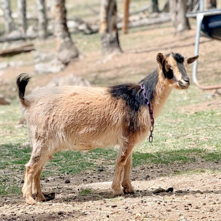 A Nierian Dwarf doe standing in her pen.