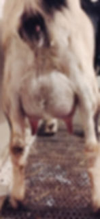 Mini Nubian doe's udder.
