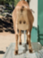 Mini Nubian goat doeling's pre-fresh udder.