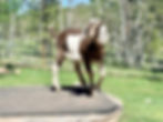 Mini Nubian doeling standing on a large wooden spool.