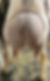 Mini Nubian doe's udder.