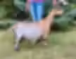 Nigerian Dwarf goat from the side.