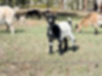 Nigerian Dwarf doeling