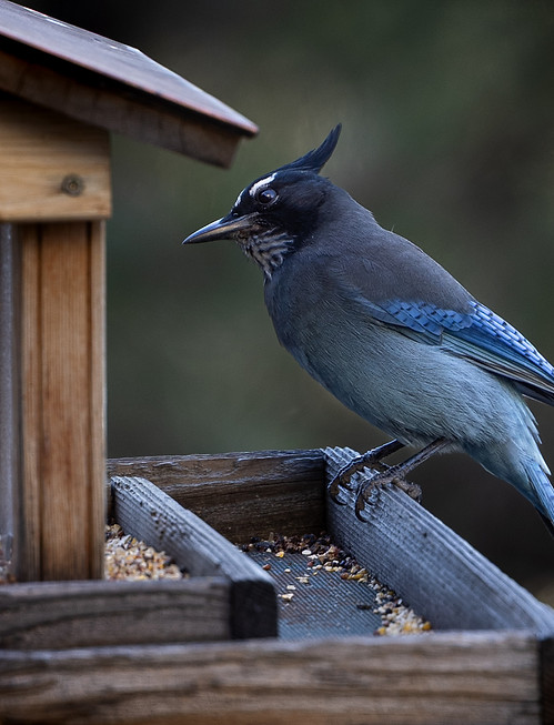 A mountain blue jay - also known as a Stellars Jay - sitting on a bird feeder.