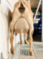 Praline's FF Udder