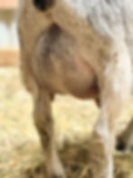 Silver Nigerian Dwarf goat doe's udder.