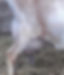 Mini Nubian doe's udder
