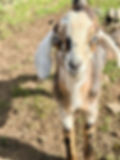 Mini Nubian buckling