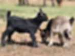 Nigerian Dwarf doeling