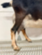 Mini Nubian goat doe